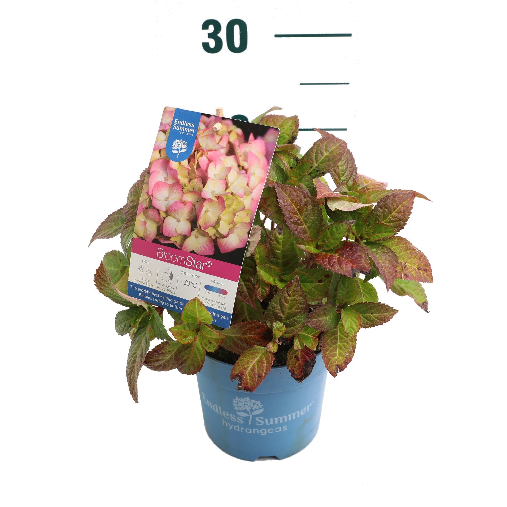 Hydrangea 'BloomStar Pink' - P14 - Endless Summer, D 14 cm
