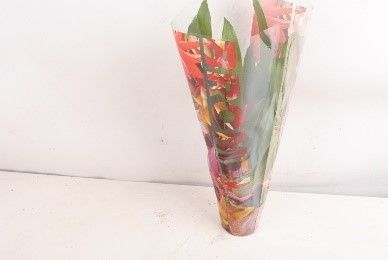 686 TO : P9 Bromelia mix kleuren, D 9