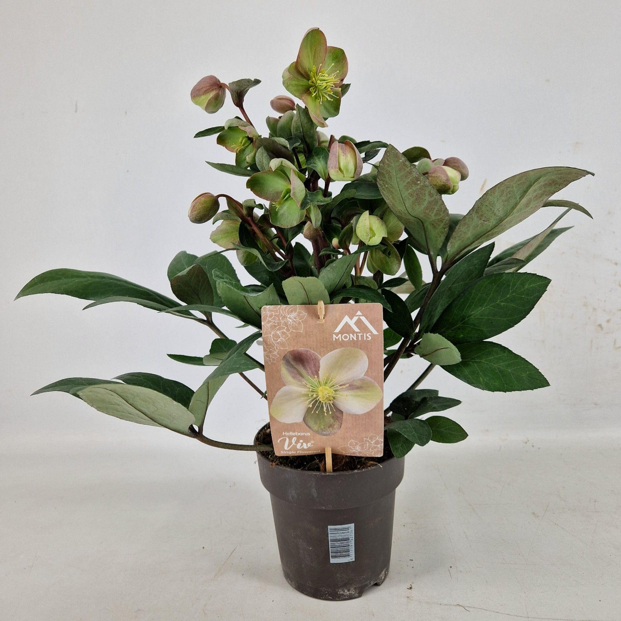 Helleborus Orientalis VIV Single Flowered Valeria 15 cm, D 15