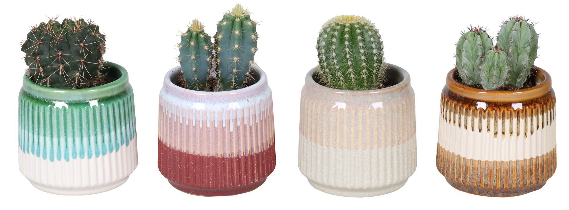 L 67376 With Cactus Mix 6 cm, D 6