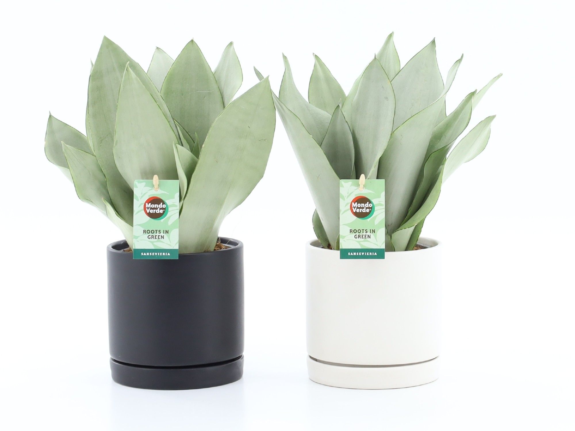 Sanseviera Moonshine in Hainan, D 13