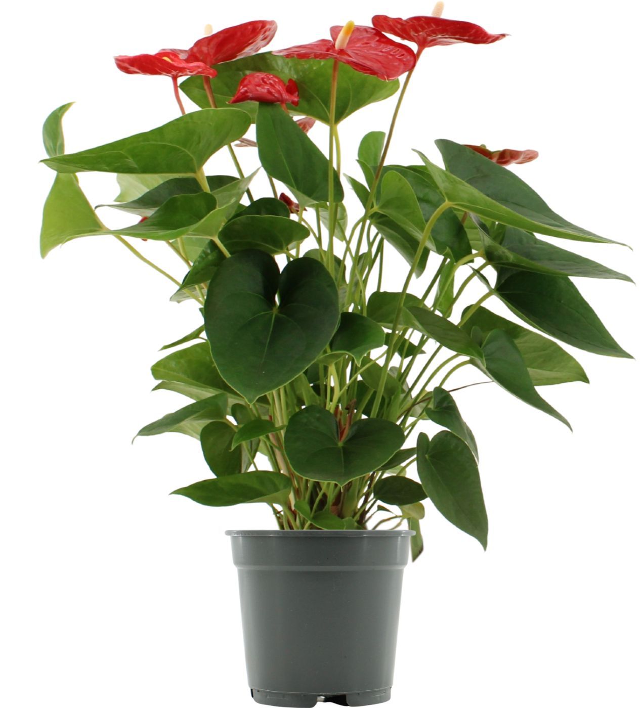 Anthurium Jambo Red in transparant sleeve, D 17 cm