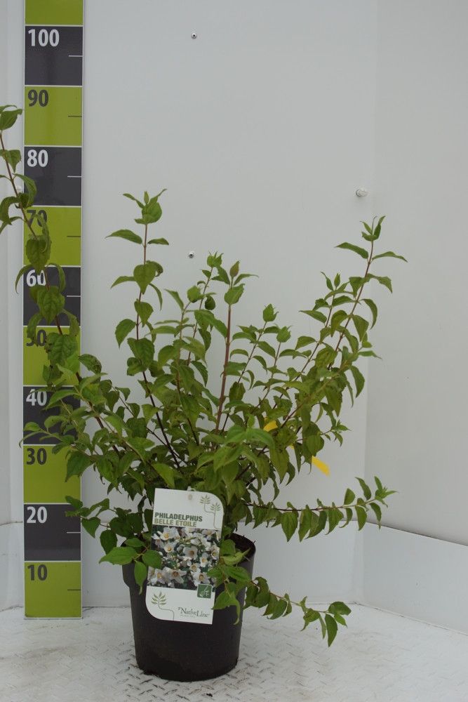Philadelphus 'Belle Etoile' C 4,6, D 23 cm