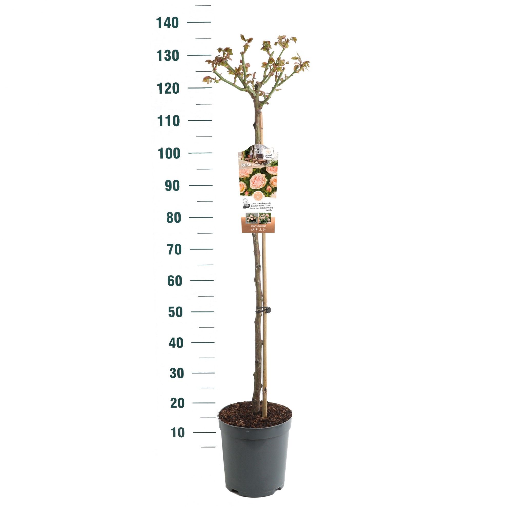 Rosa 'Garden of Roses' - 90 Stam - Exclusive Collection, D 24 cm Rosa 'Garden of Roses' - 90 Stam - Exclusive Collection, D 24 cm