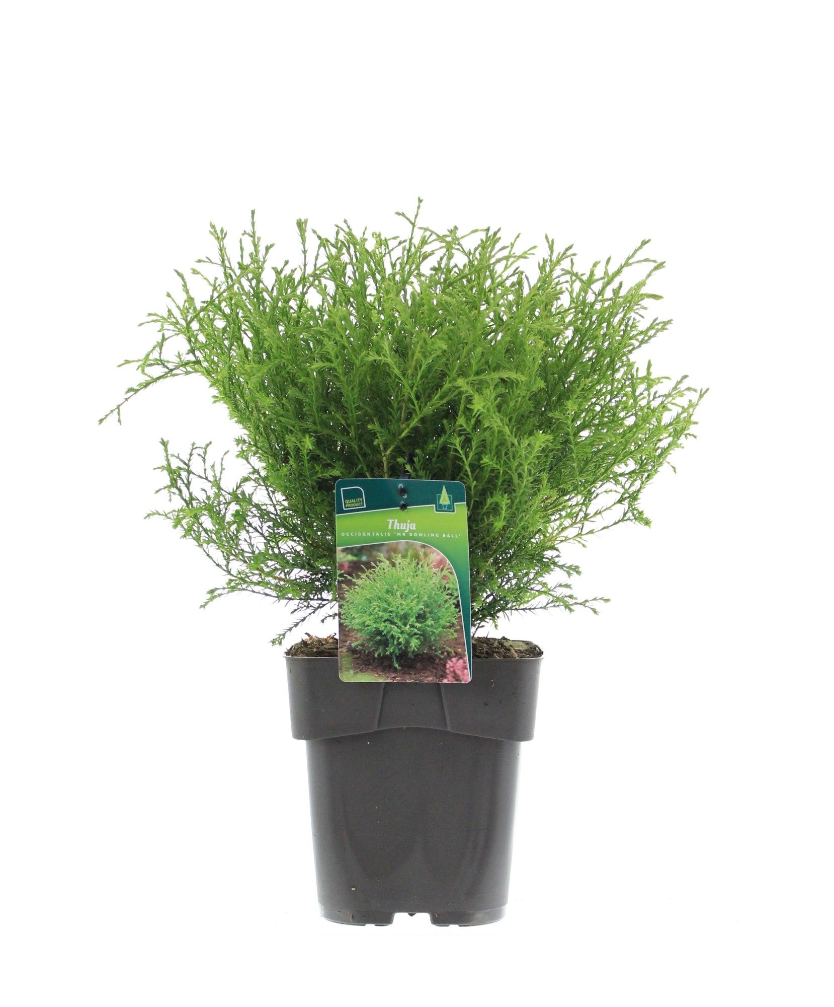 Thuja occidentalis 'Mr. Bowling Ball', D 19