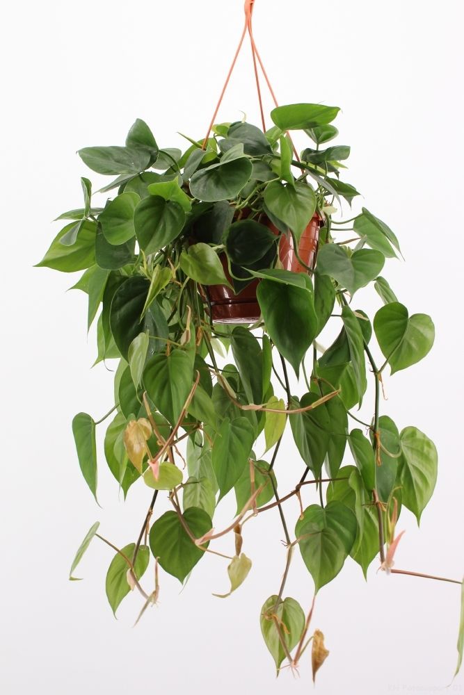 philodendron scandens hang, D 20