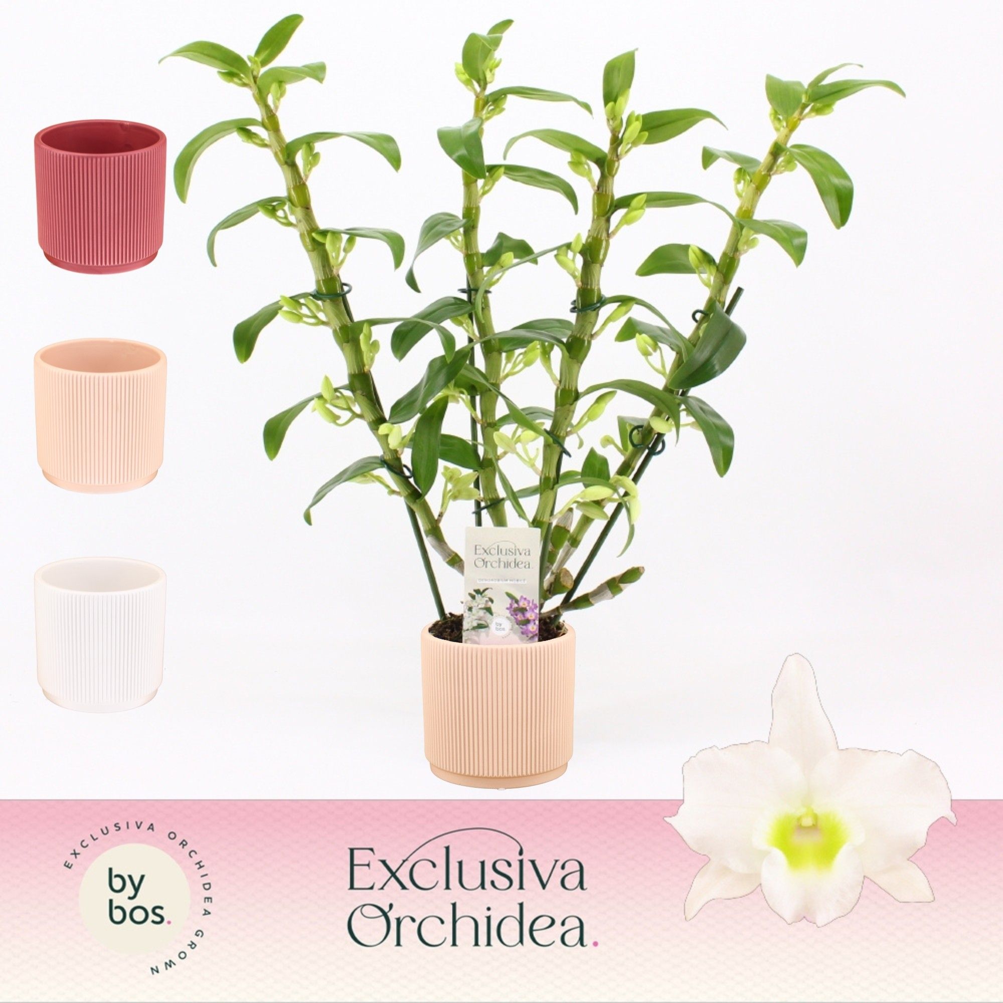 Dendrobium Nobilé, Apollon 4-spike in Horizon Ribble 'Exclusiva Orchidea', D 12