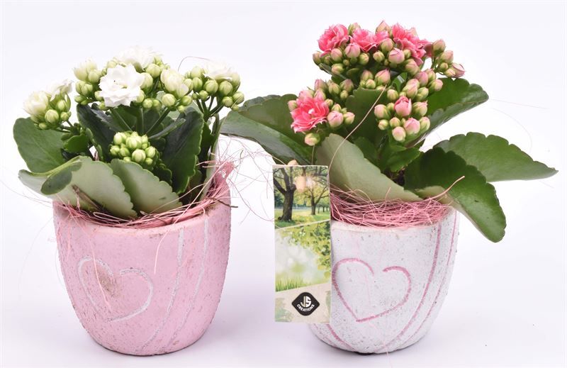 Cement pot met hart decor mix 10cm, D 9