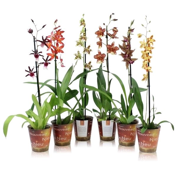 Inca Specialties mix 1 spike new cover, D 12