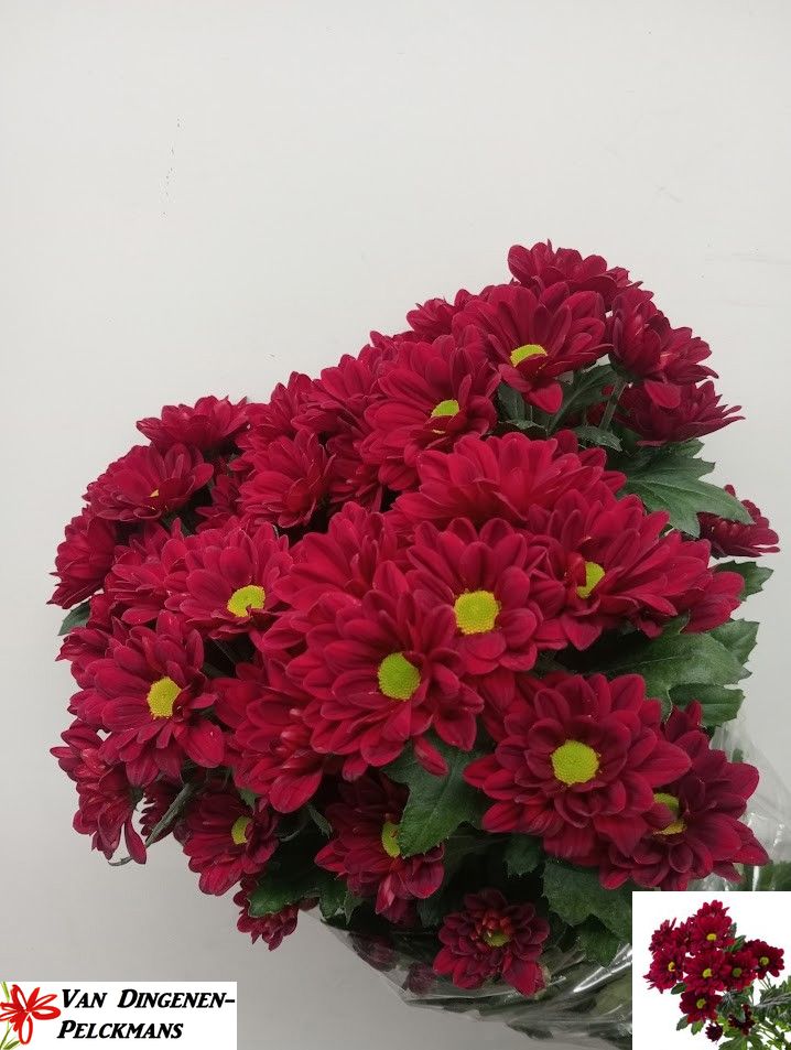 Хризантема куст. Мексикано 70, шт.