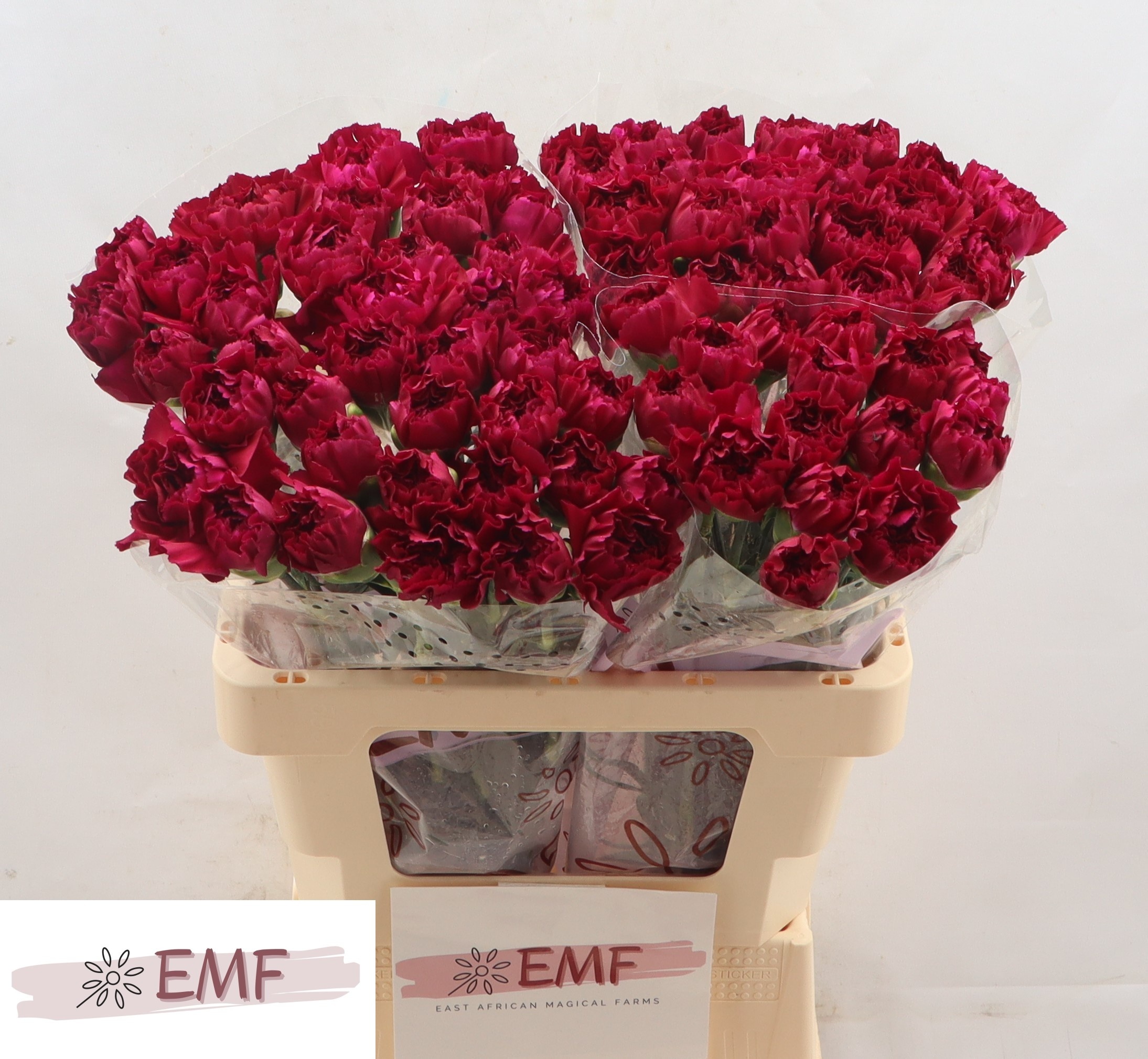 Диантус од. Мираж, шт.