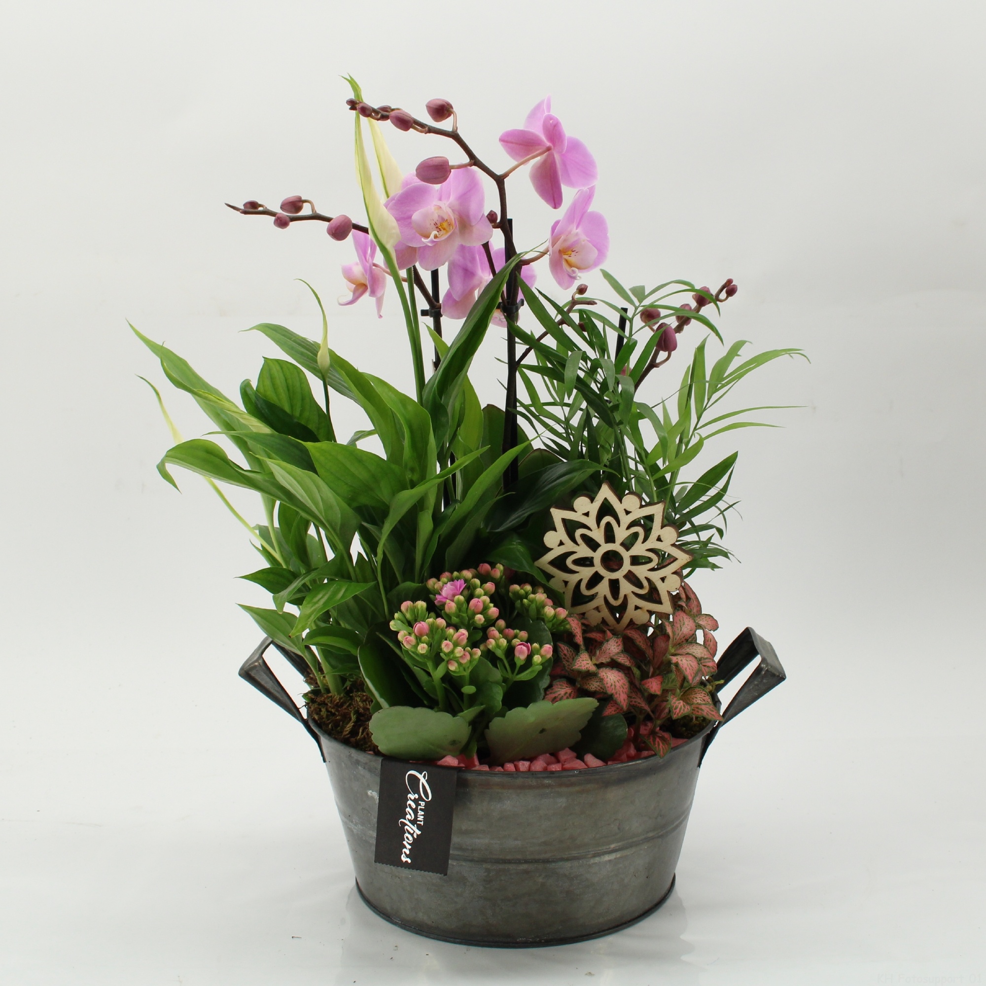 PHAL-2632RZ Phalaenopsis creatie, D 23