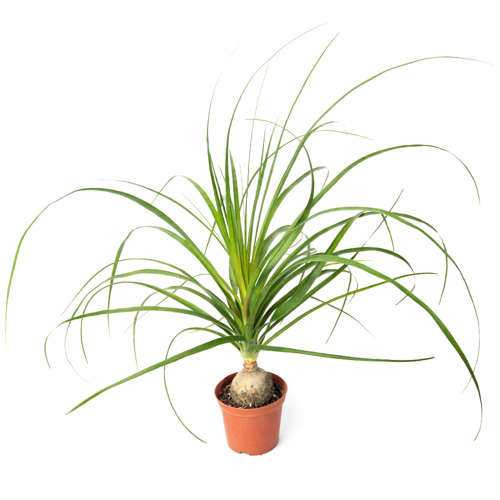 Нолина бокарнея рекурвата 10 40 (предзаказ)