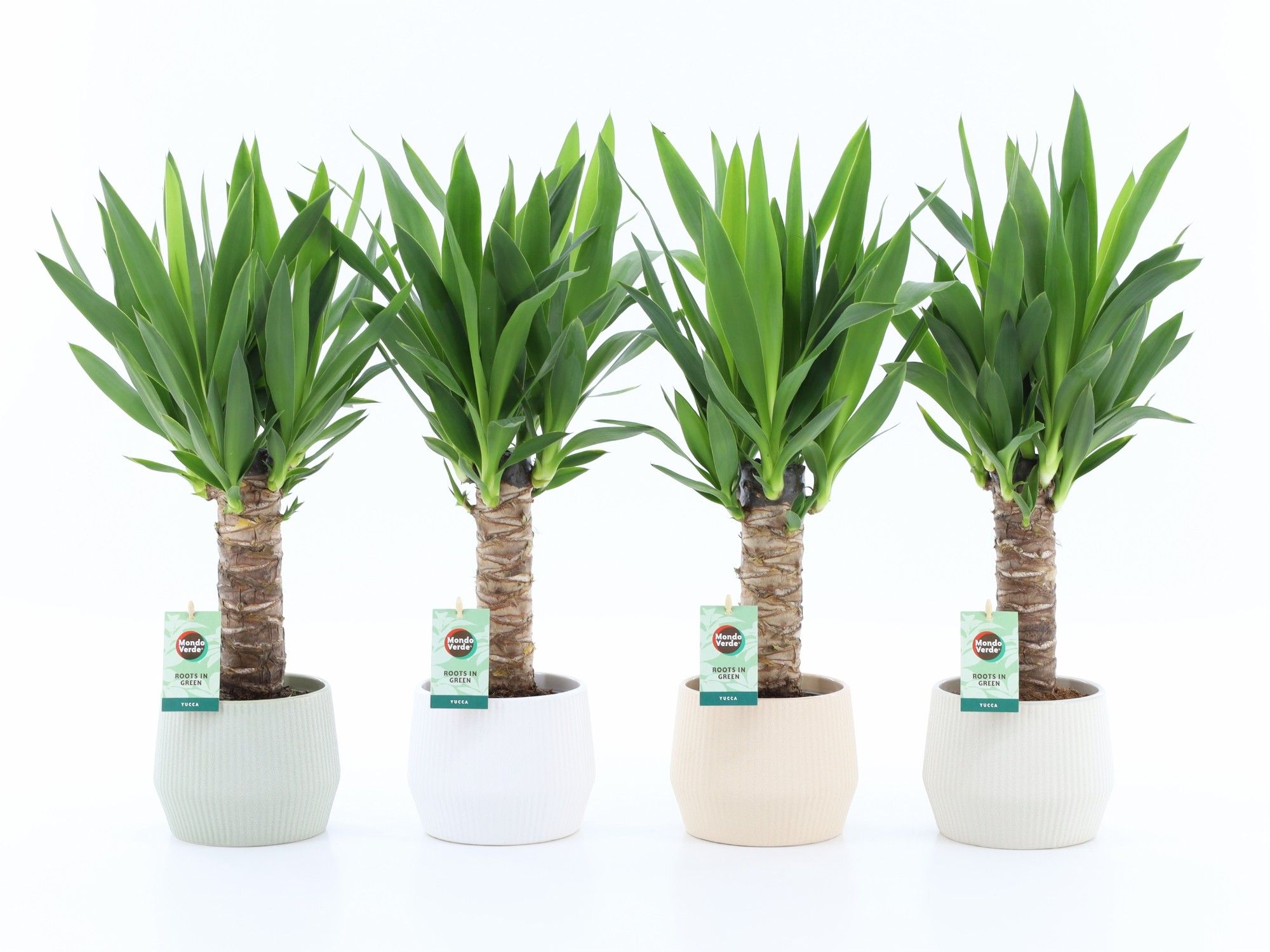 Yucca 25cm Hout 3+ kop in Sandy keramiek, D 15