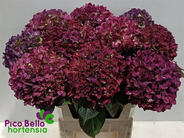 Гортензия Роял Бенефит Классик 80, шт.