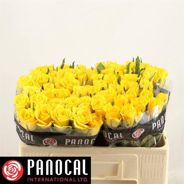 Роза од. Мунвок 50, шт. Роза од. Мунвок 50, шт.
