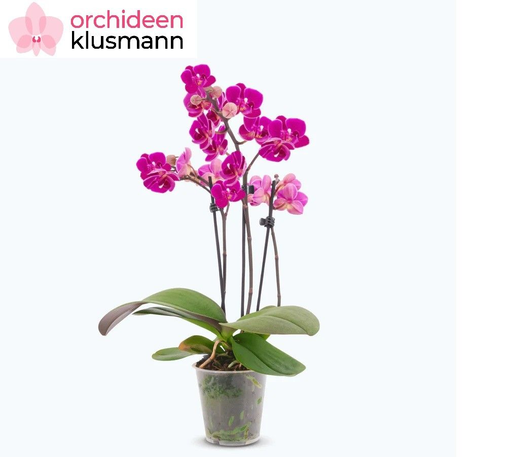 Phal. 3 tak 'Merida' 9 cm Topf 'Table Dance', D 9