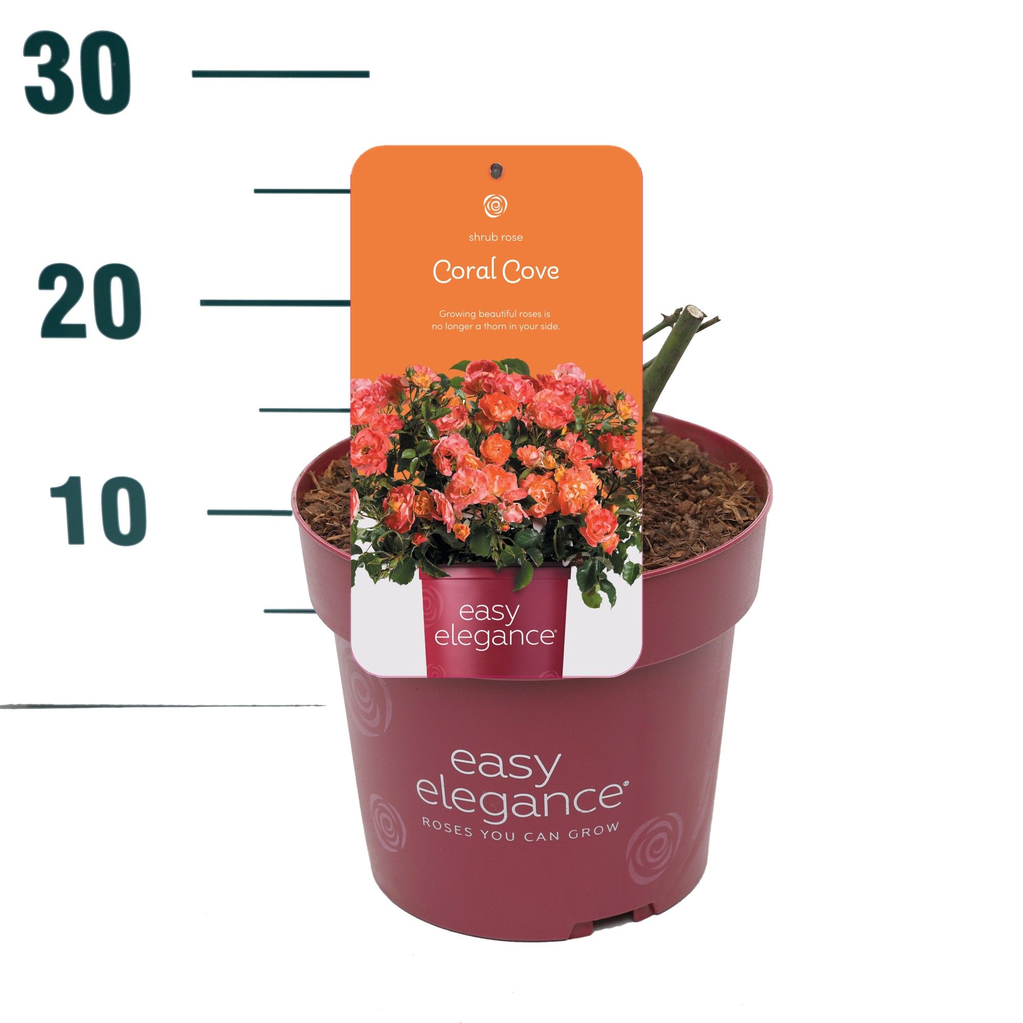 Rosa 'Coral Cove' - Struik - P19 - Easy Elegance, D 19