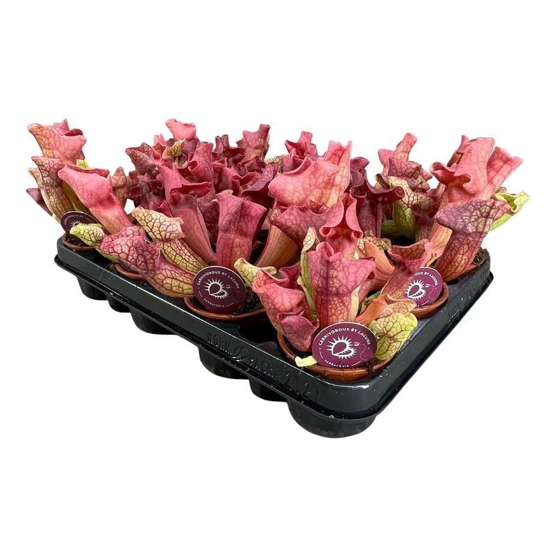 Sarracenia Ewelina 8,5 cm, D 8,5 cm