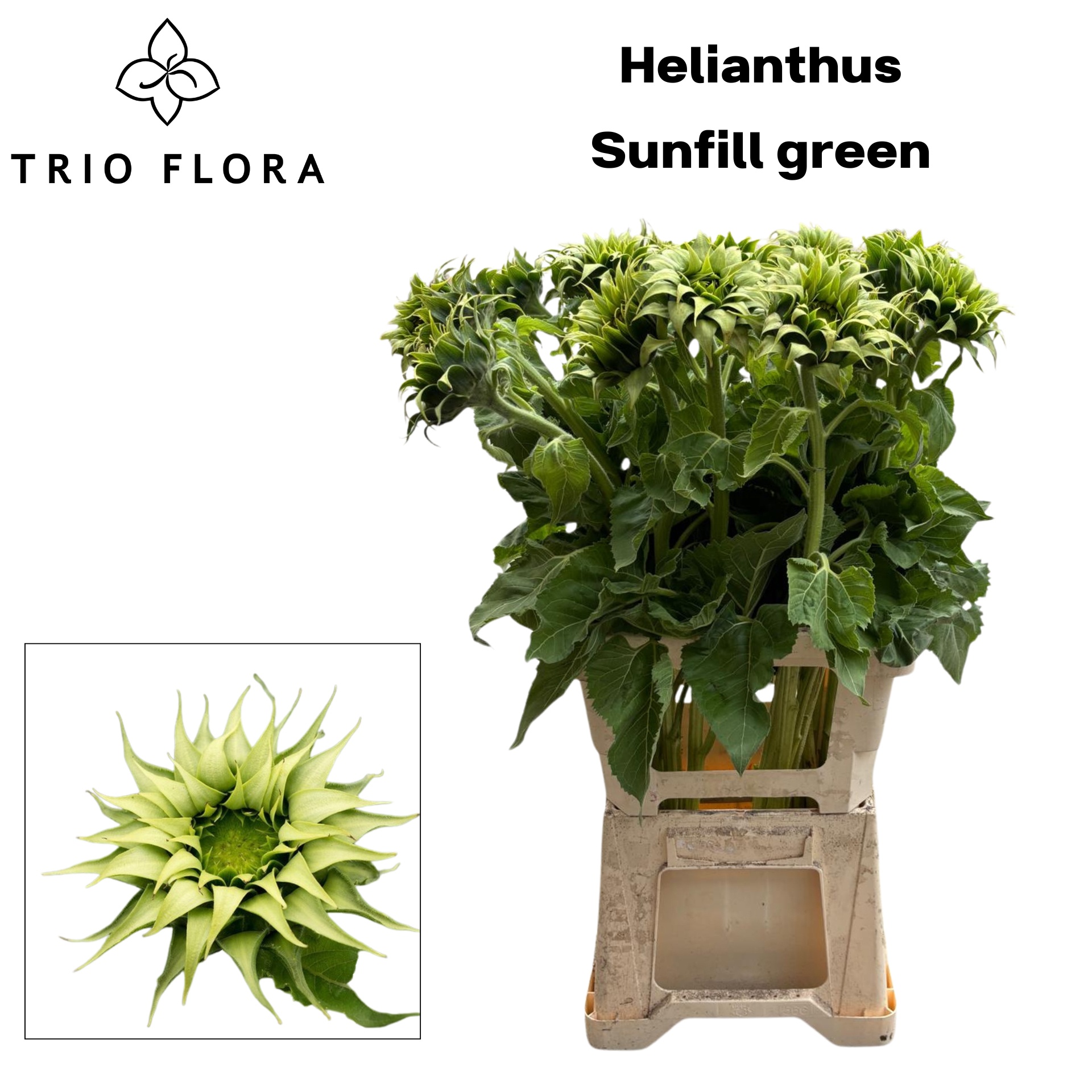 Гелиантус Овериг 70, шт. Гелиантус Овериг 70, шт.