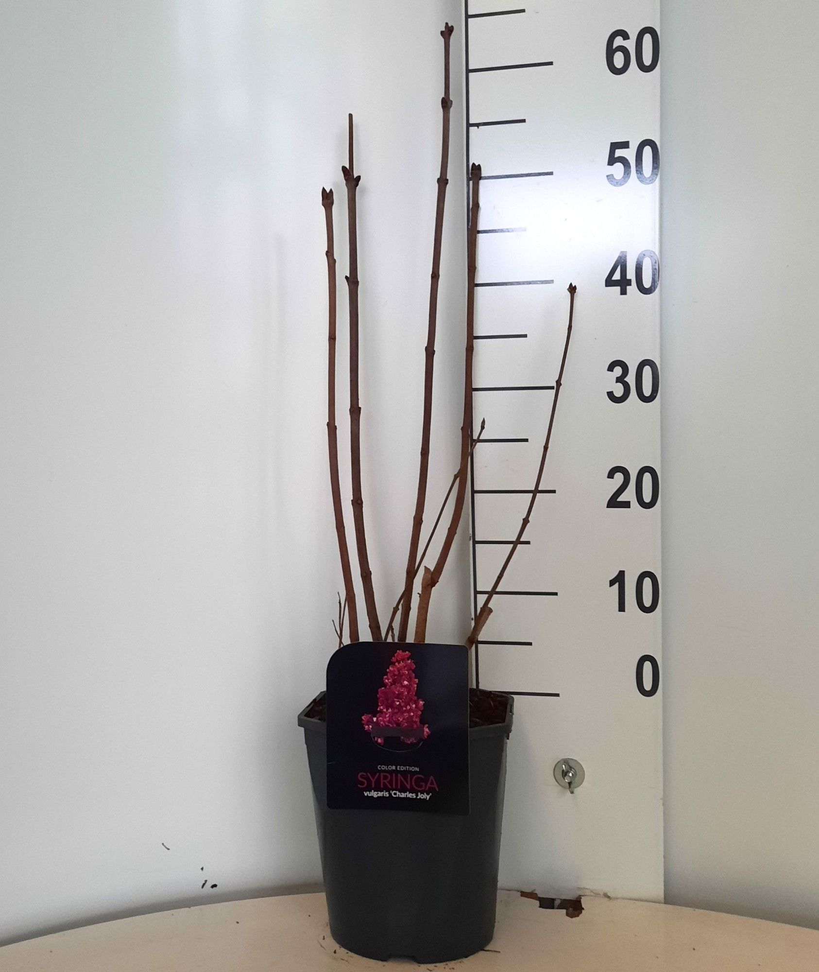 Syringa vulgaris 'Charles Joly' 4-5 tak, D 21