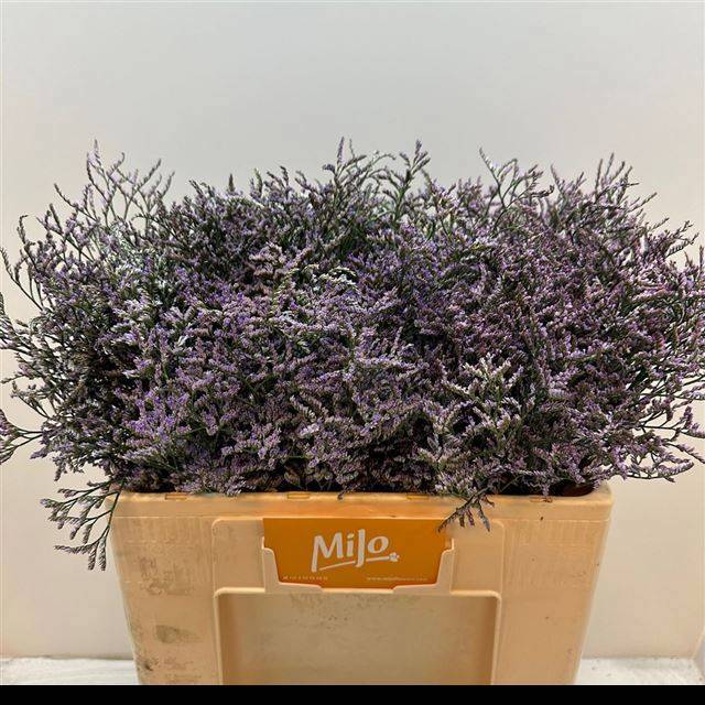 Лимониум Сафора Лилак 50 (фиолет.), шт.