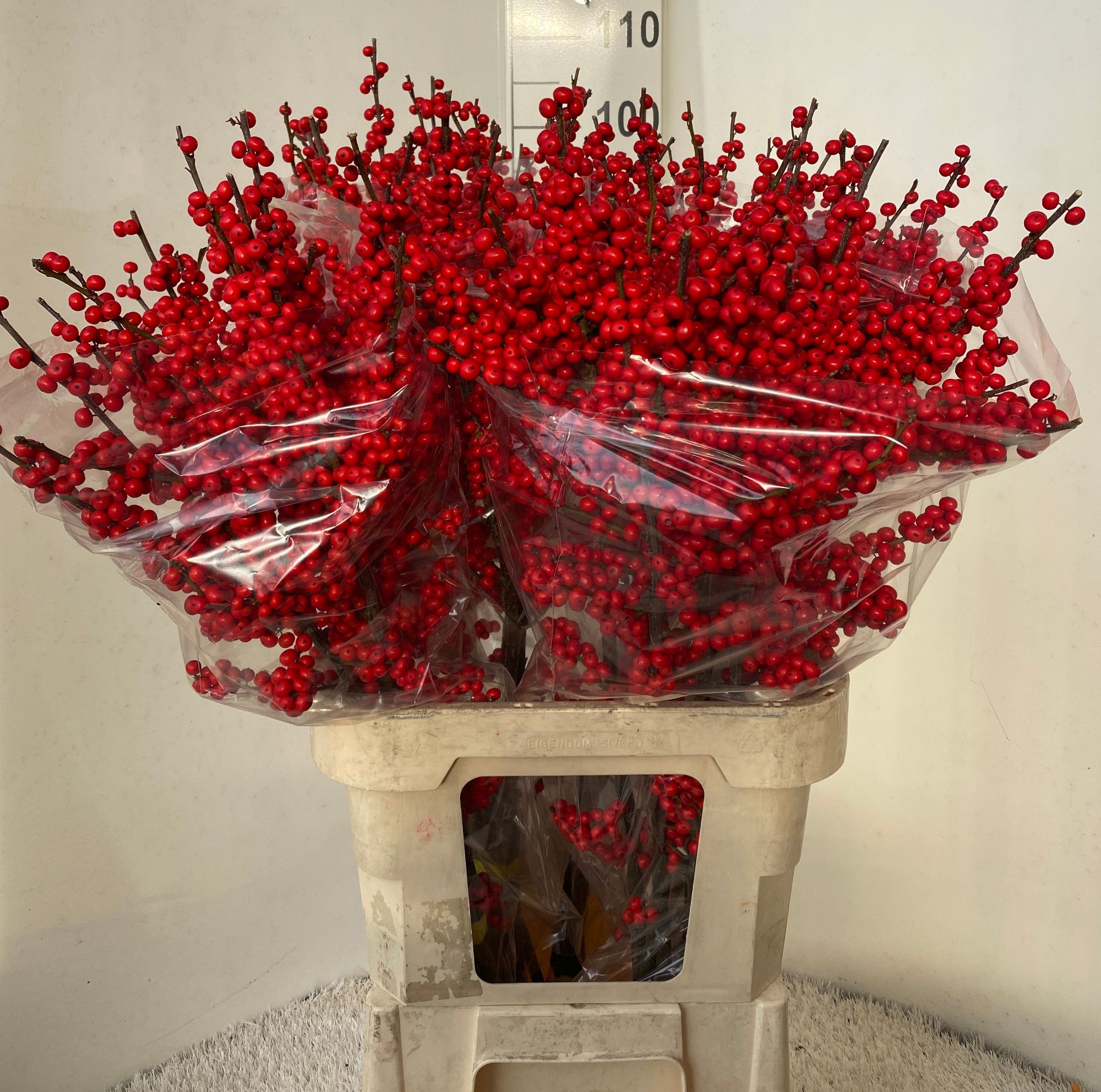 Илекс Красные ягоды 90, шт.