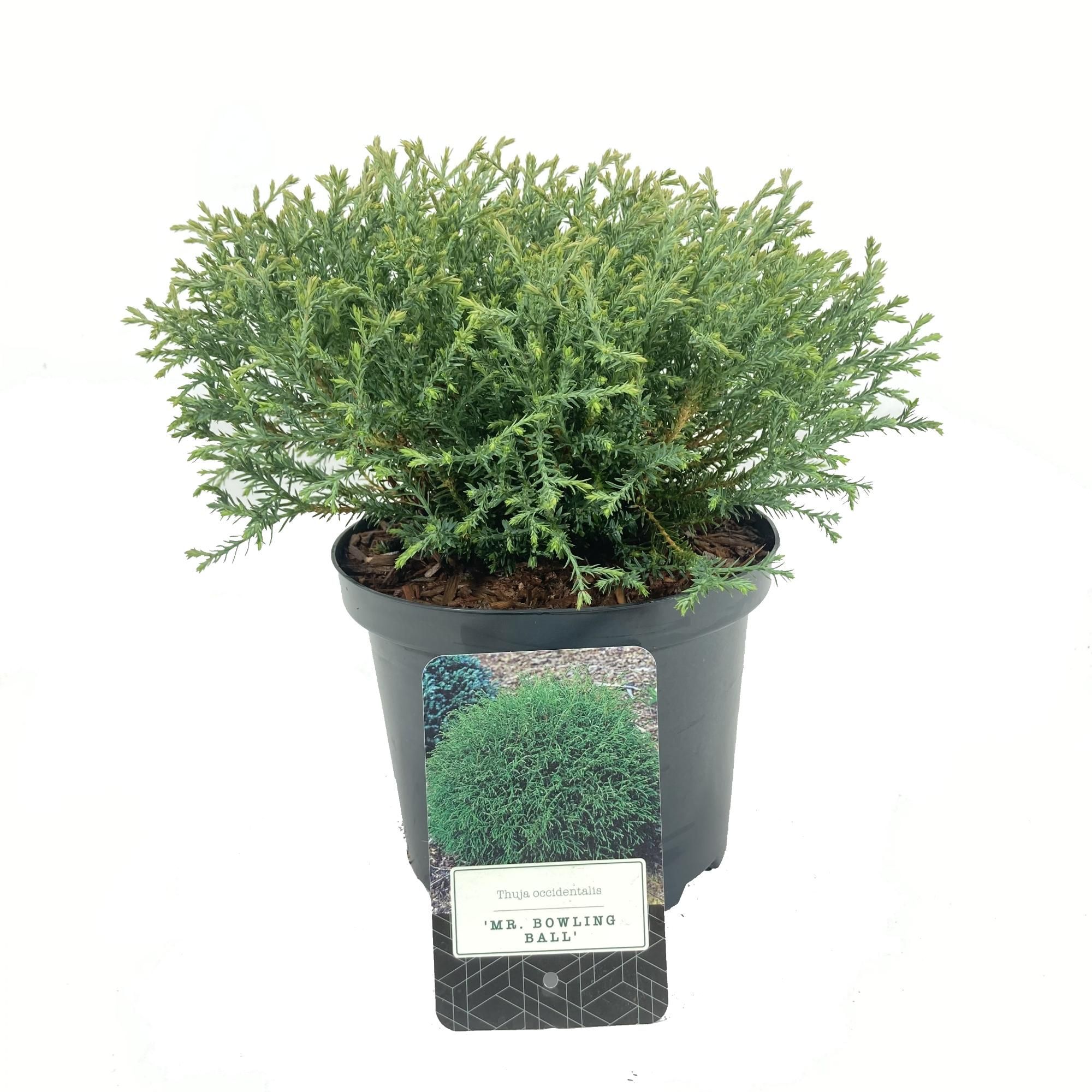Thuja occidentalis 'Mr. Bowling Ball', D 18