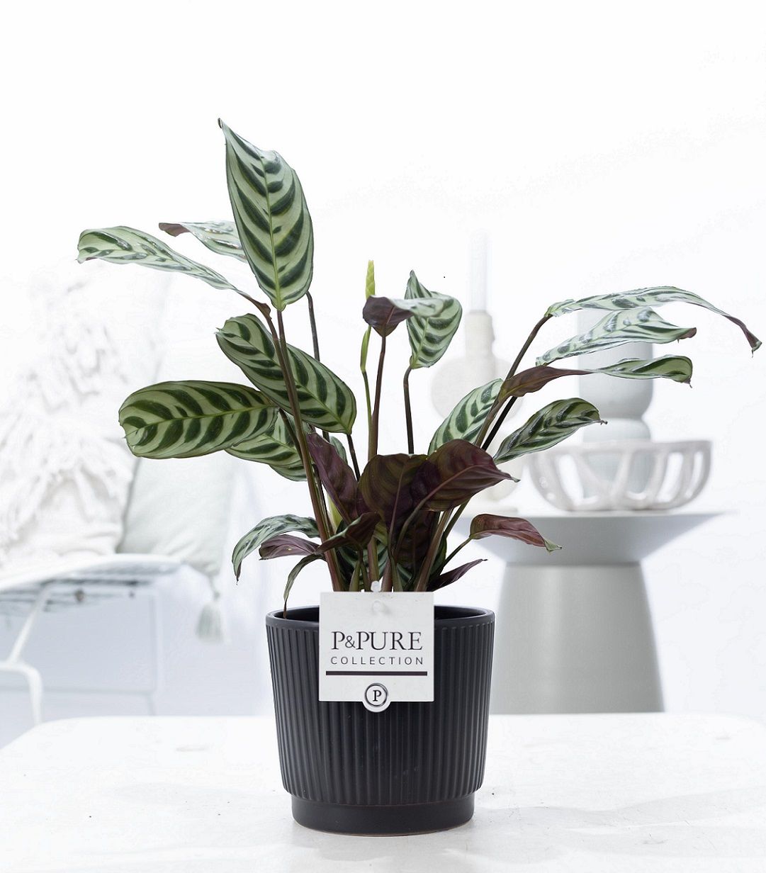 Ctenanthe Burle Marxii in P&PURE Liv ceramics matt black, D 12
