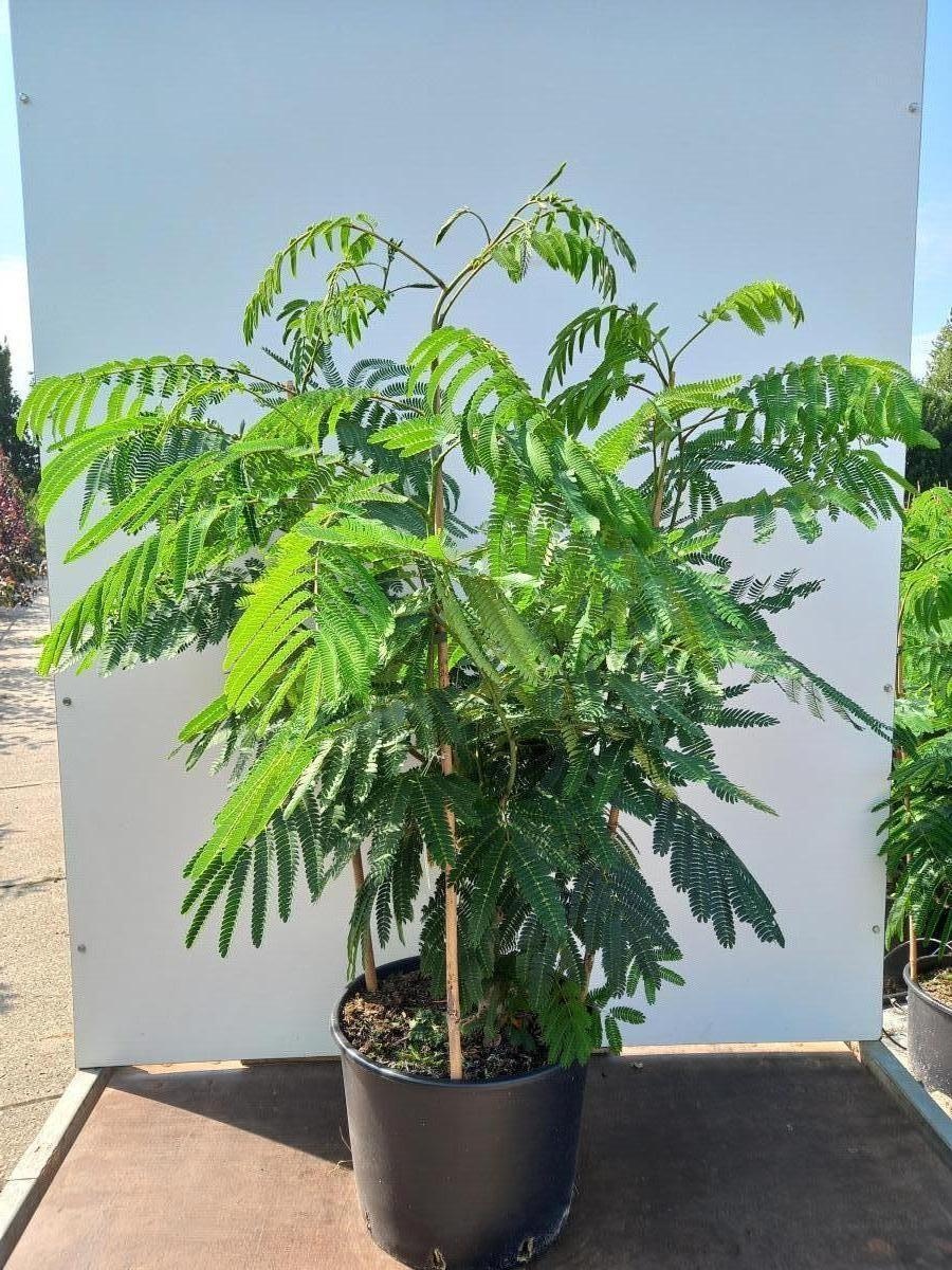 Albizia julibr. Ombrella, D 40