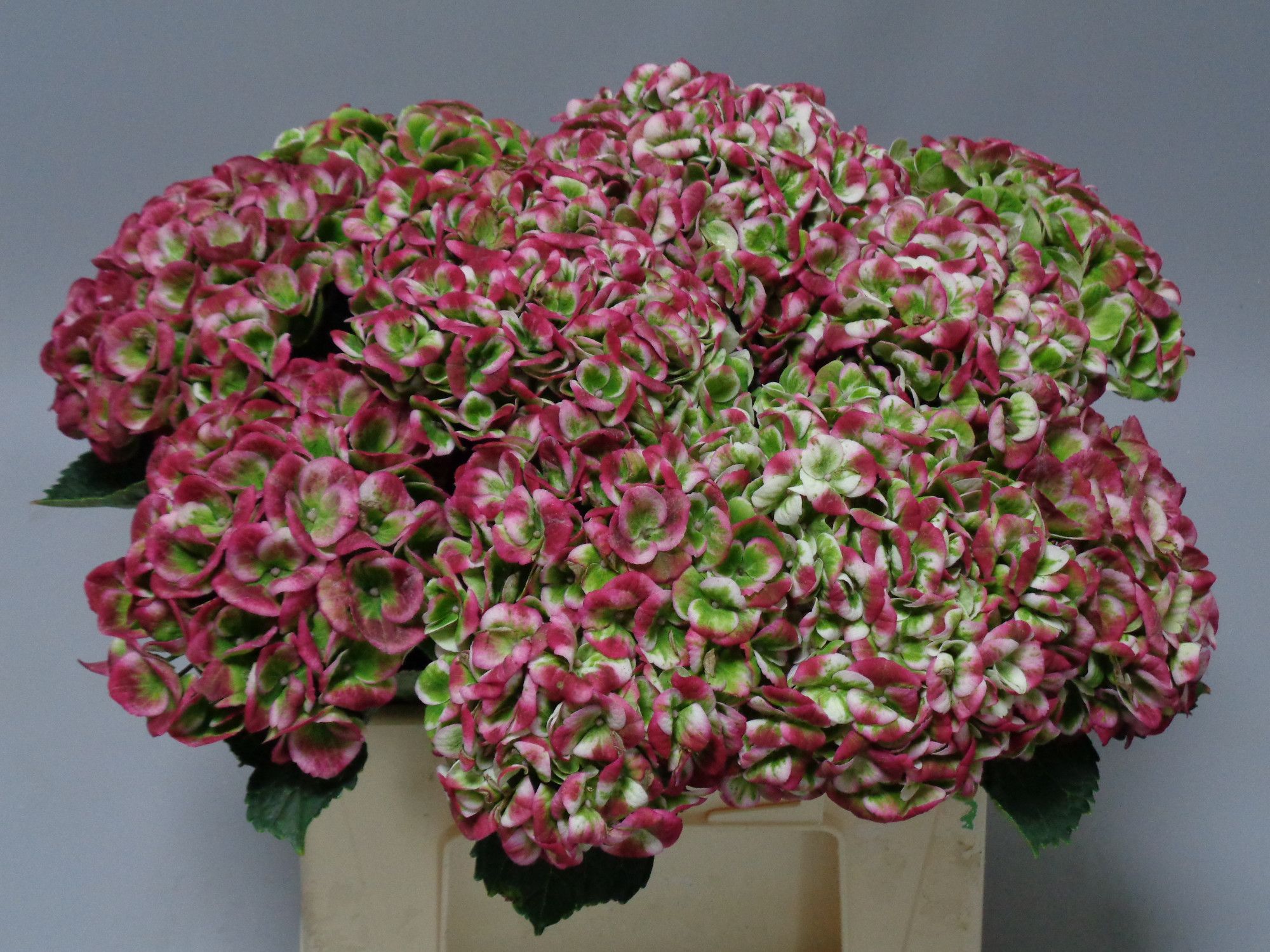 Гортензия Мэджикал Революшн Классик 40, шт.