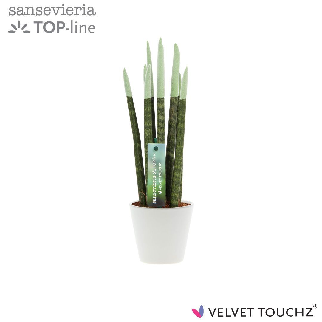 Sansevieria VELVET TOUCHZ® Pastel Groen In keramiek R'dam, D 8,5