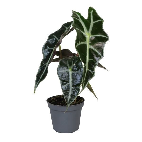 Alocasia Amazonica Dwarf, D 6 cm