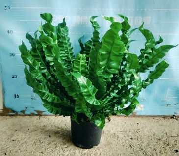 Асплениум криспи вейв 15 50 (предзаказ)