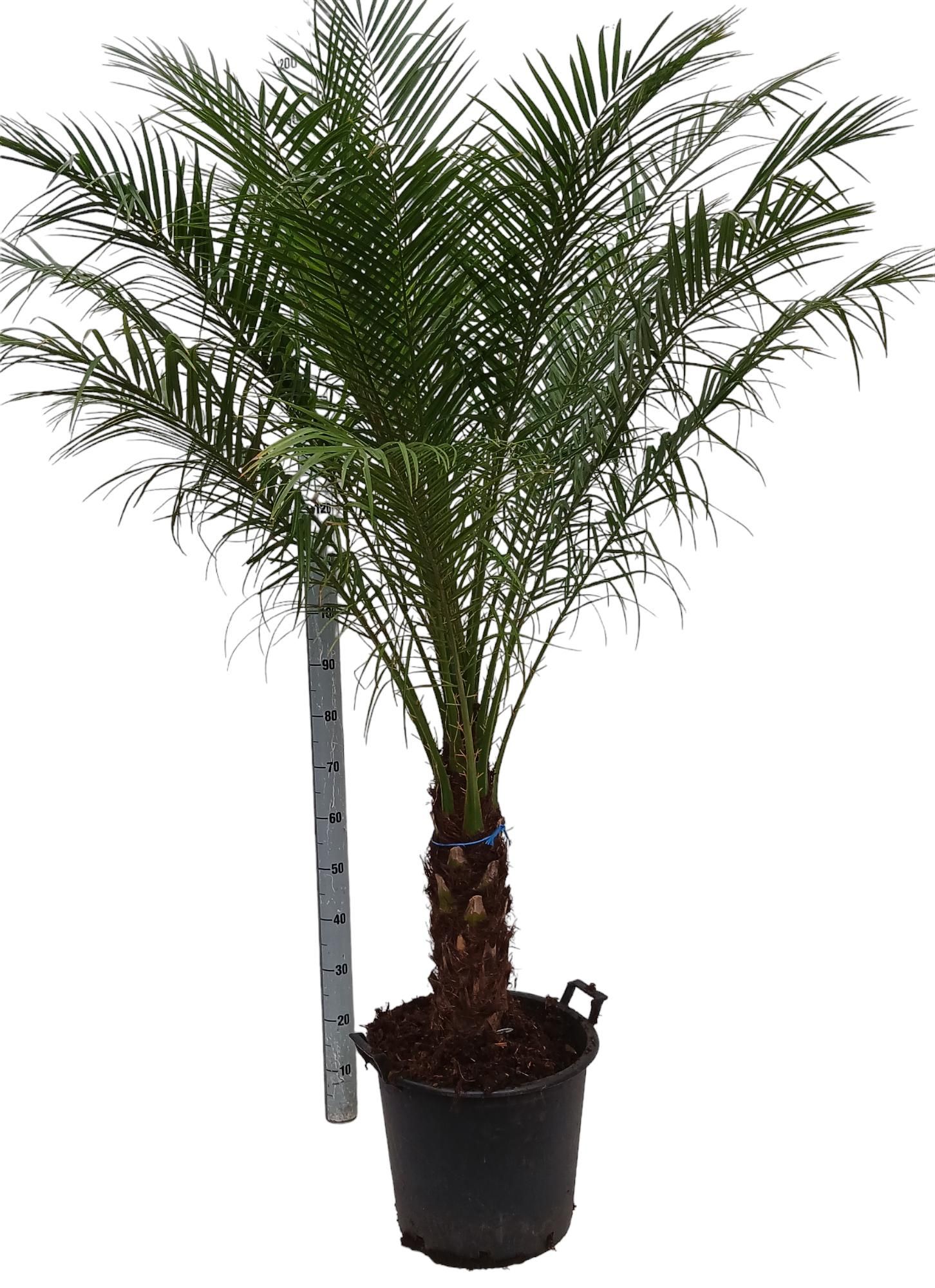 phoenix rob met fyto, D 35