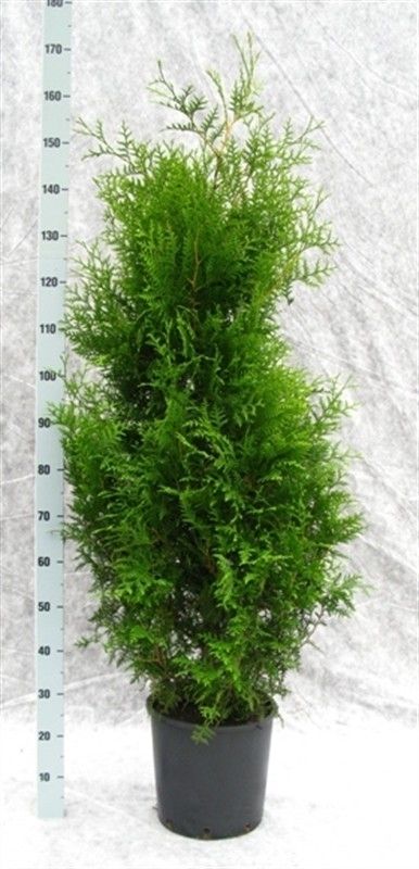 Thuja occidentalis 'Brabant', D 31