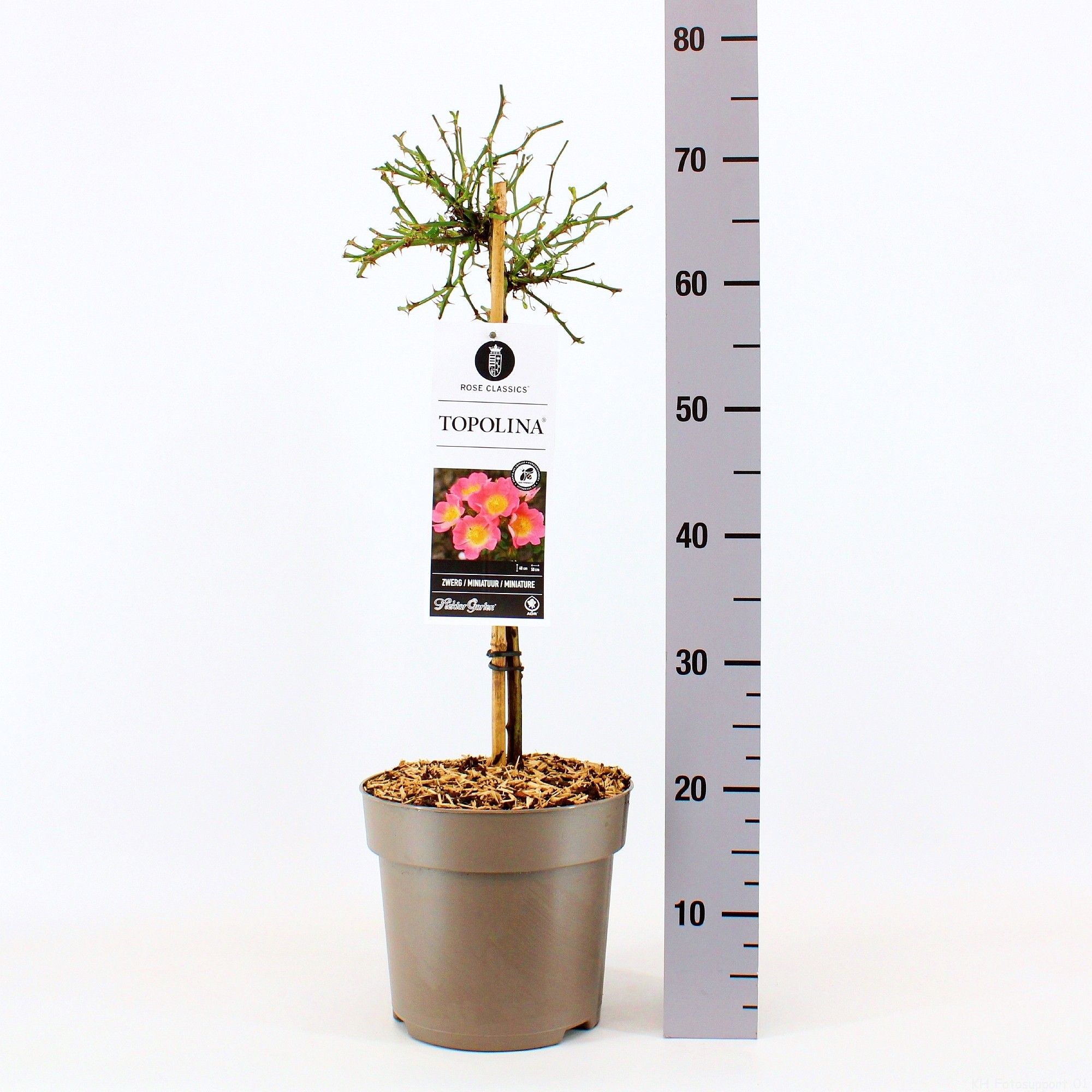 Rosa (H) Topolina ®, stam 50, C6, D 24 cm