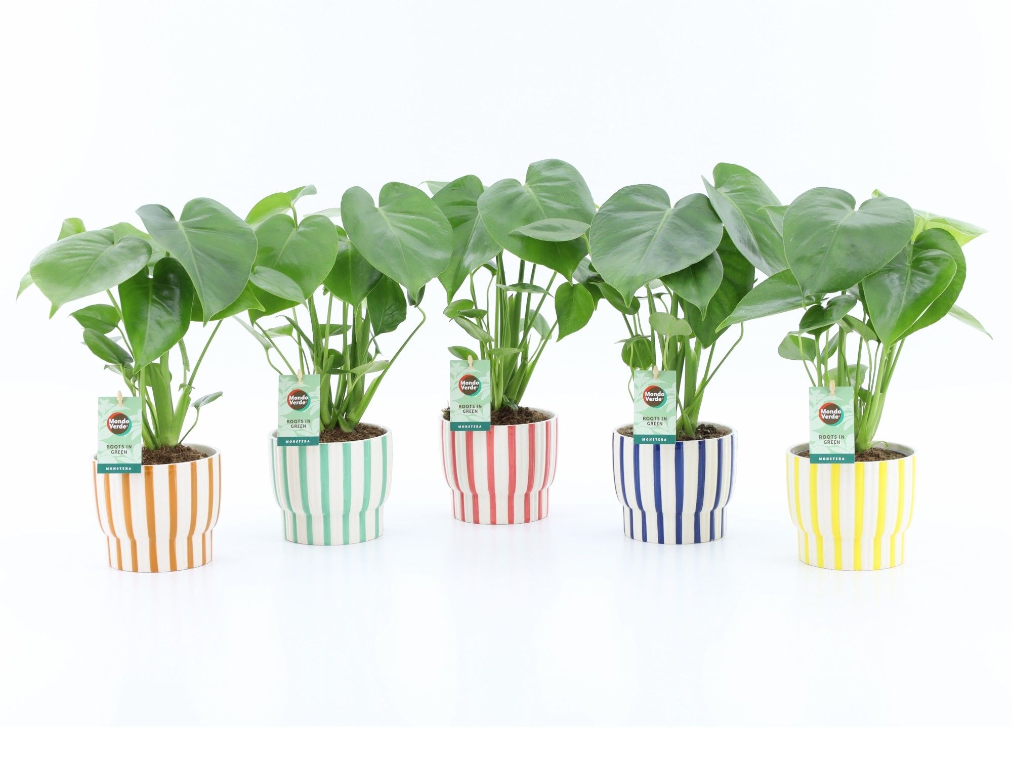 Monstera deliciosa in Pastel Stripe, D 13