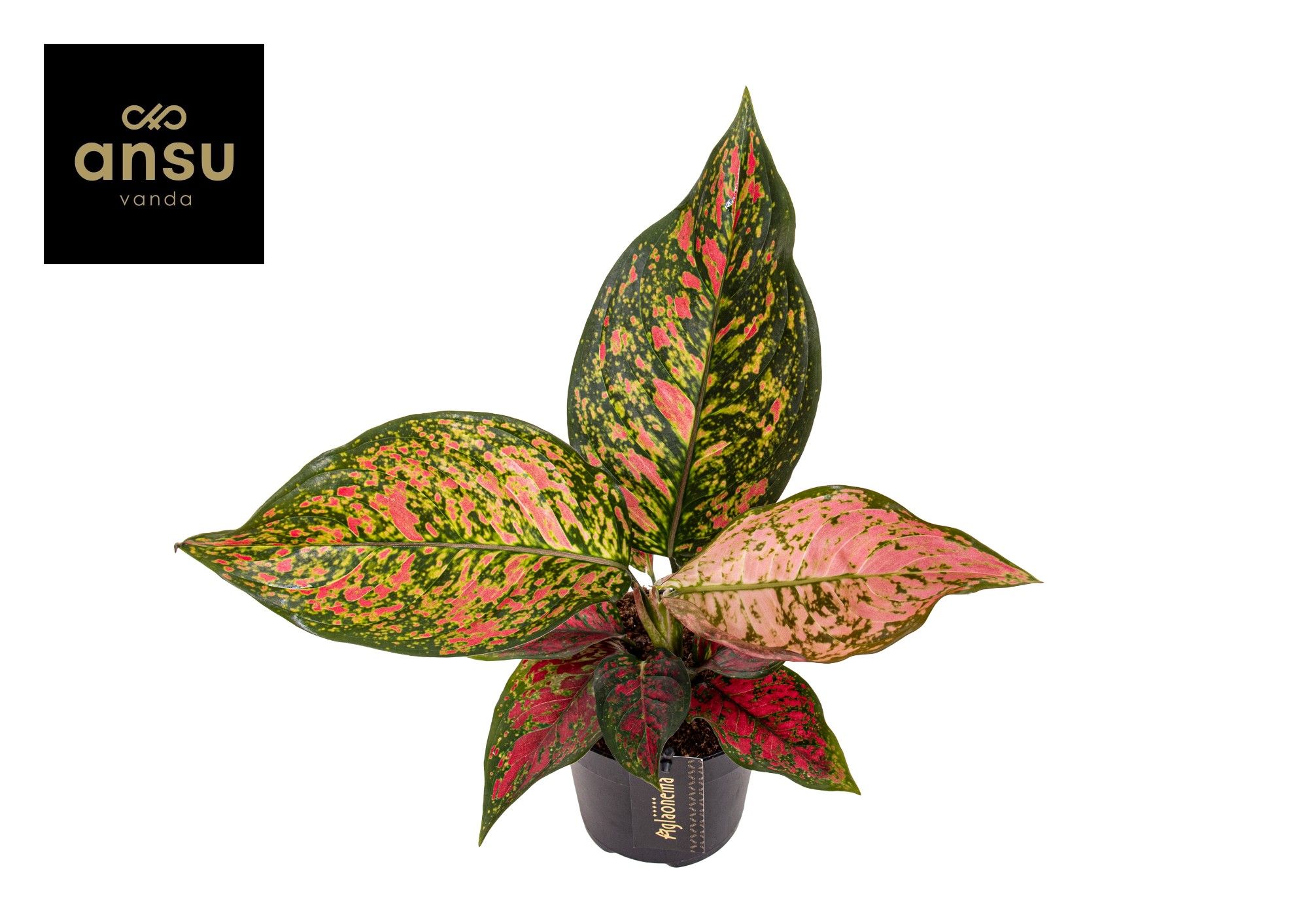 Aglaonema Coral Red, D 12 cm