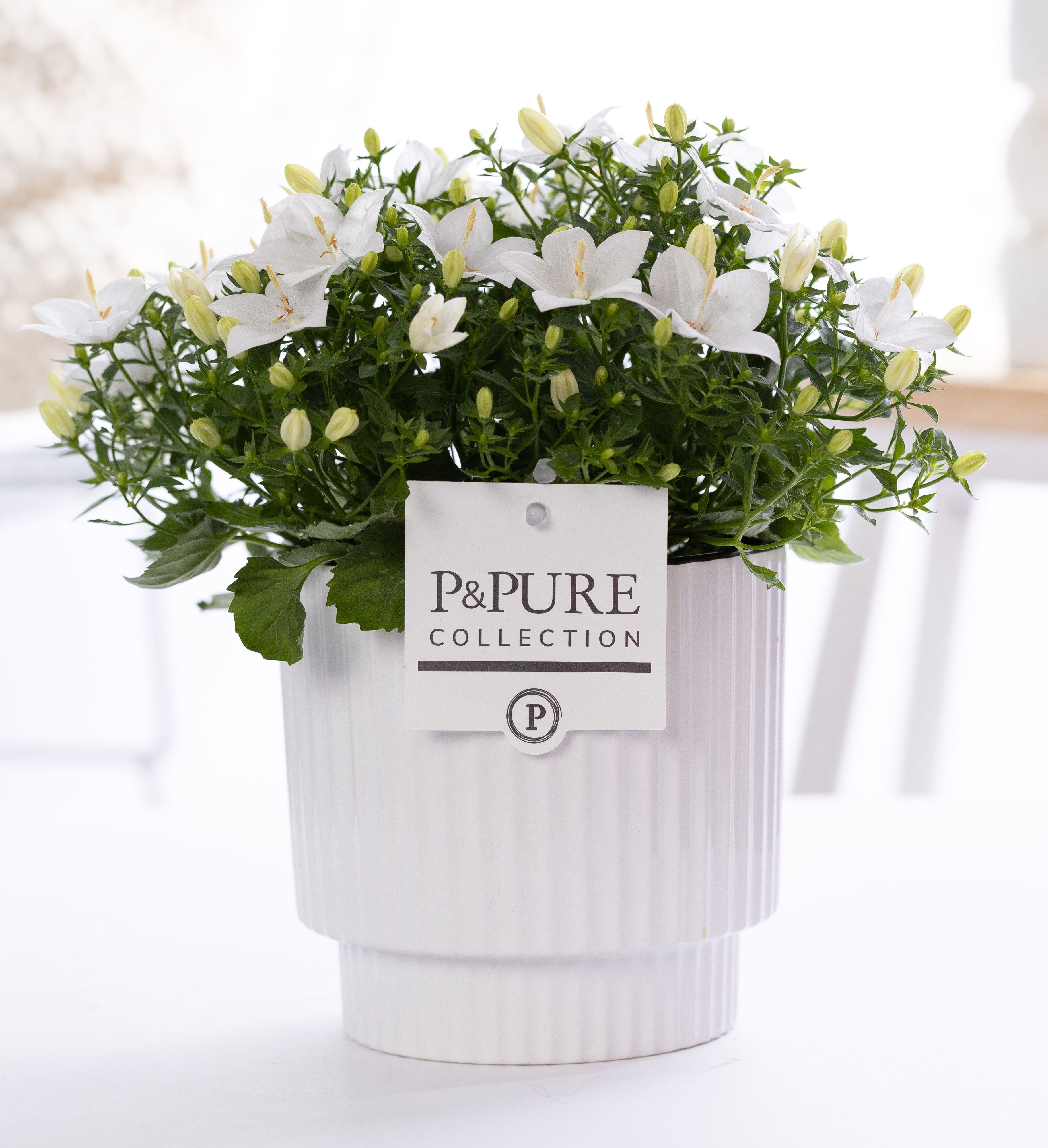 Campanula 'Atlanta' Pure Ivy Ceramics, D 15