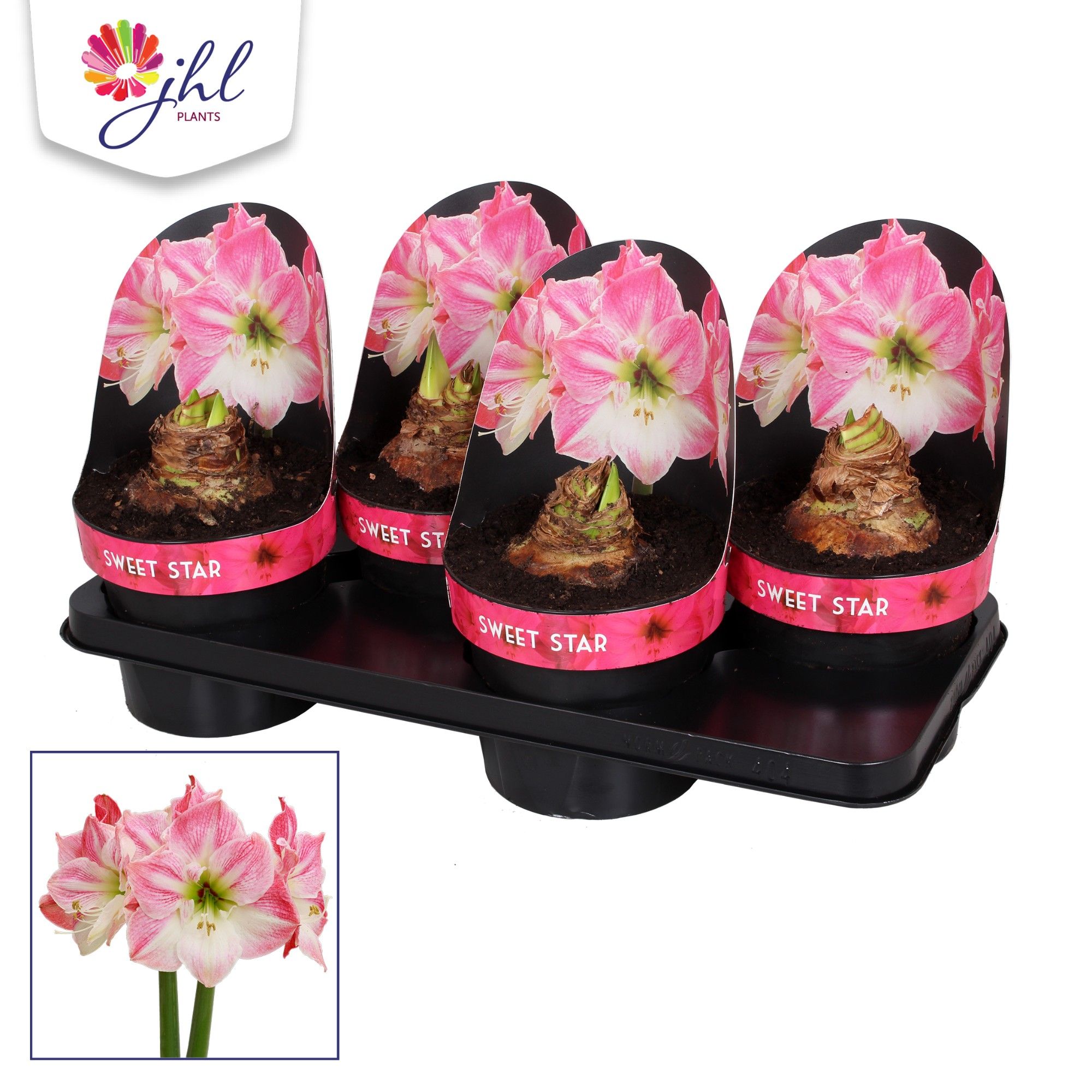 Amaryllis Sweet Star, D 17 cm Amaryllis Sweet Star, D 17 cm