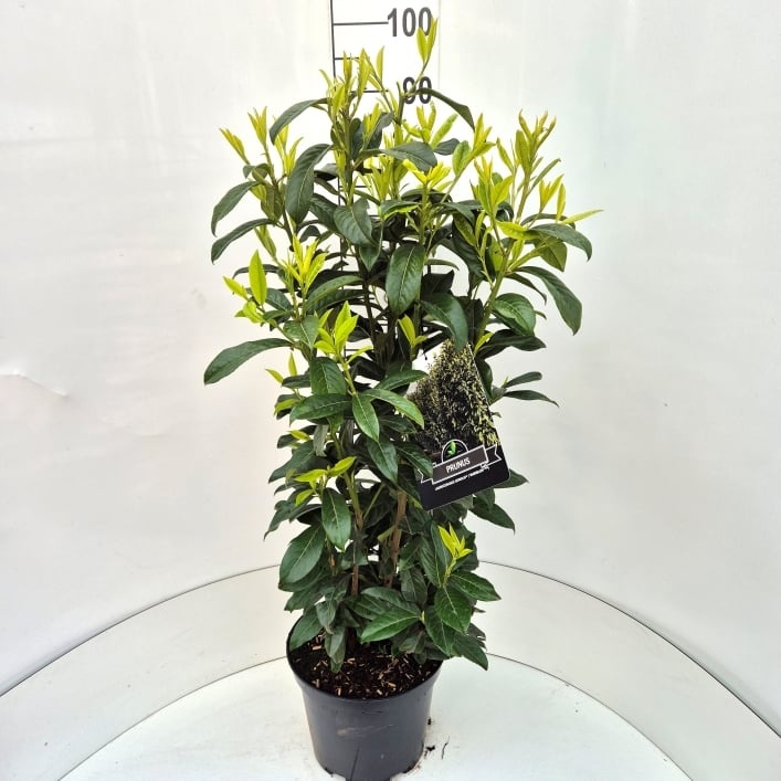 Prunus l. Genolia, D 28