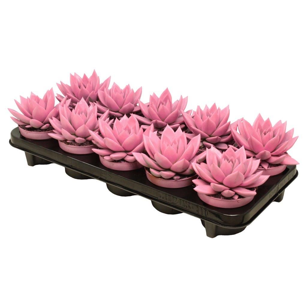 Miranda coloured pink, D 10,5 cm