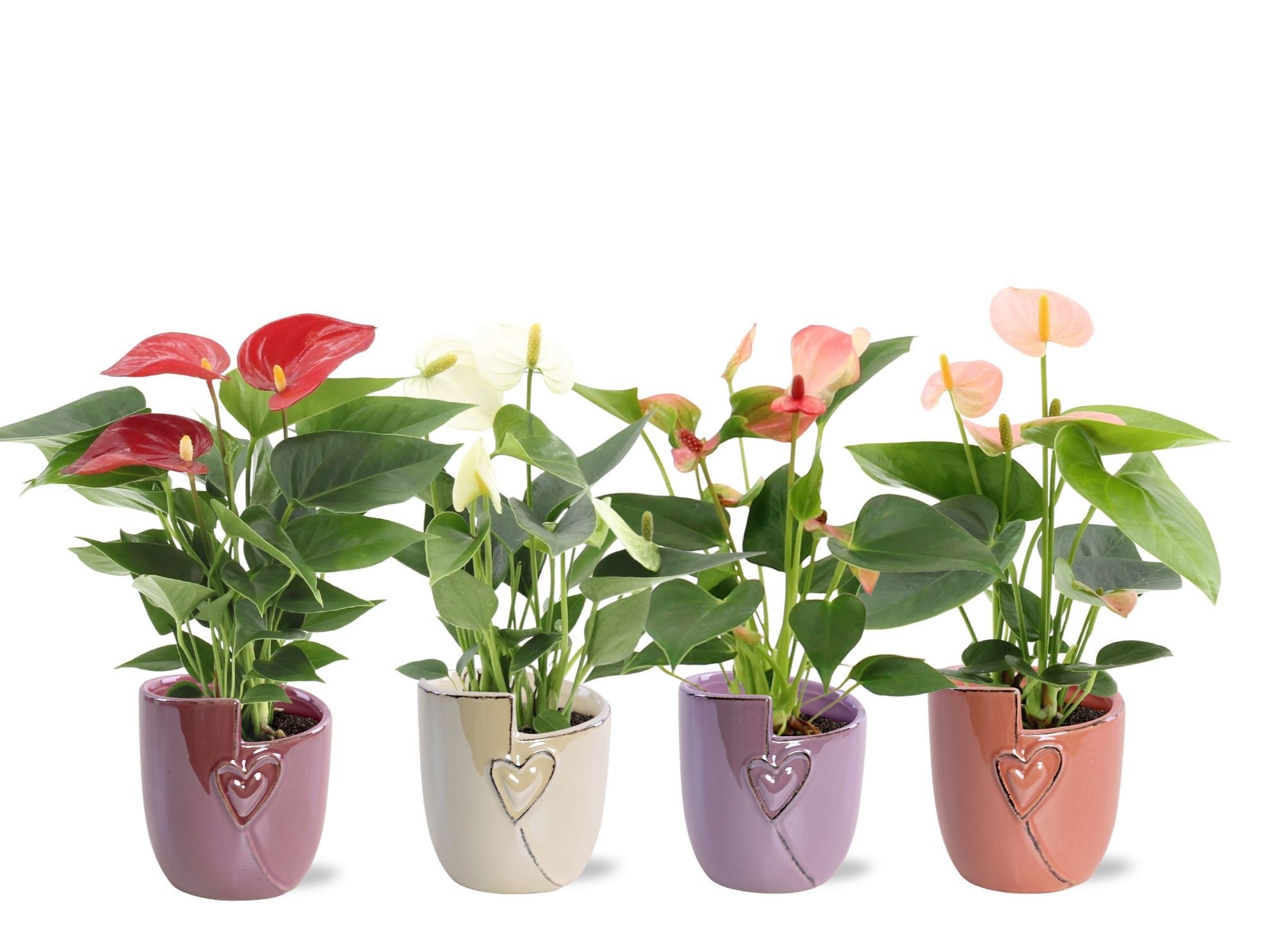 Anthurium 7 cm 4 color mix in Joa ceramics, D 7
