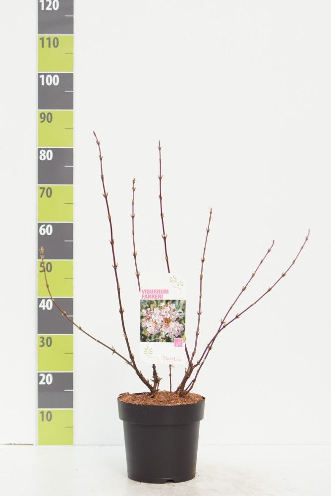Viburnum farreri C 4,6, D 23 cm