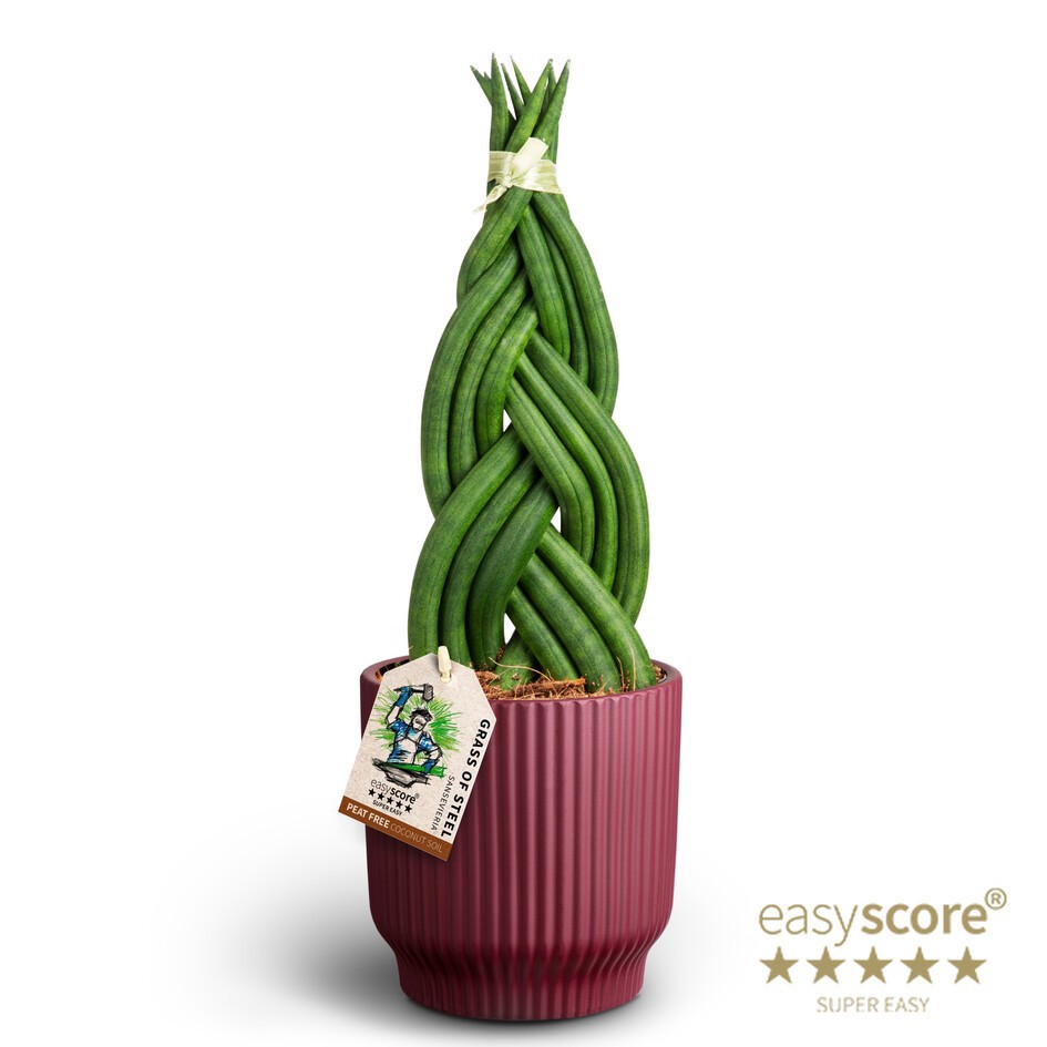 Nordic Aubergine, Sansevieria 'Braid', D 12