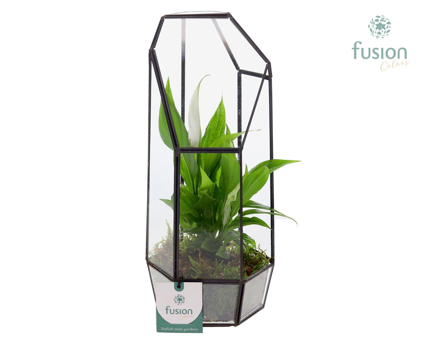 Metalen Geometrisch Lantaarn met Spathiphyllum, D 12