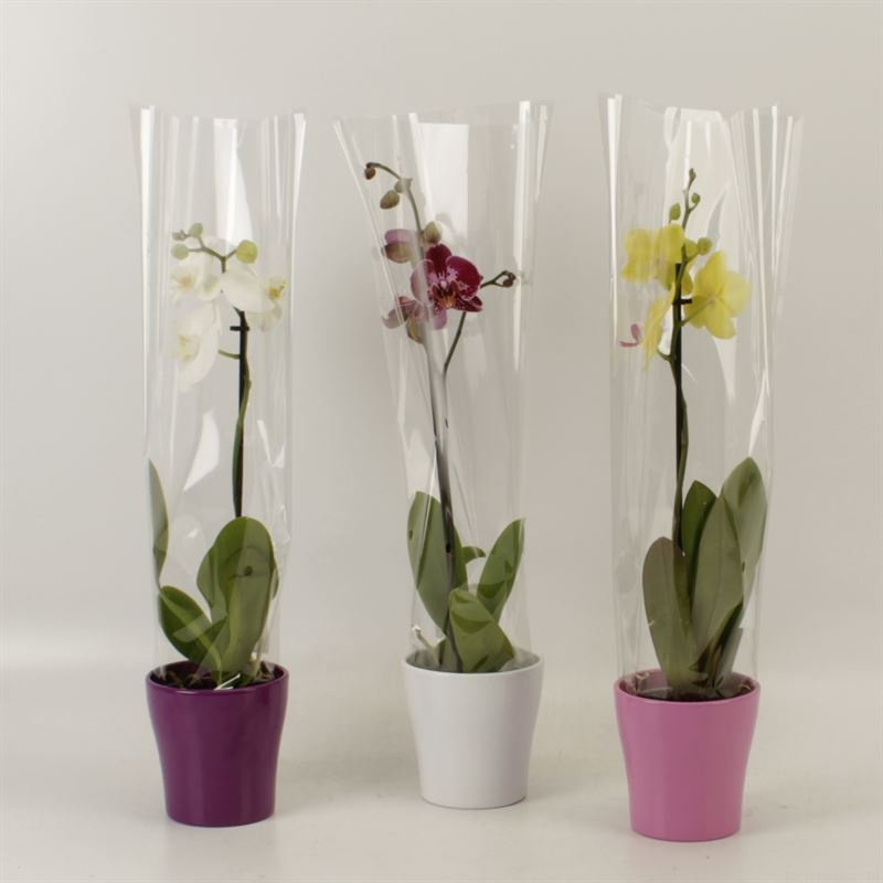 Phalaenopsis gemengd 1 tak gemengd in ton sur ton keramiek, D 12 cm