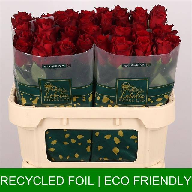 Роза од. Эксплорер 70 (красн.), шт.