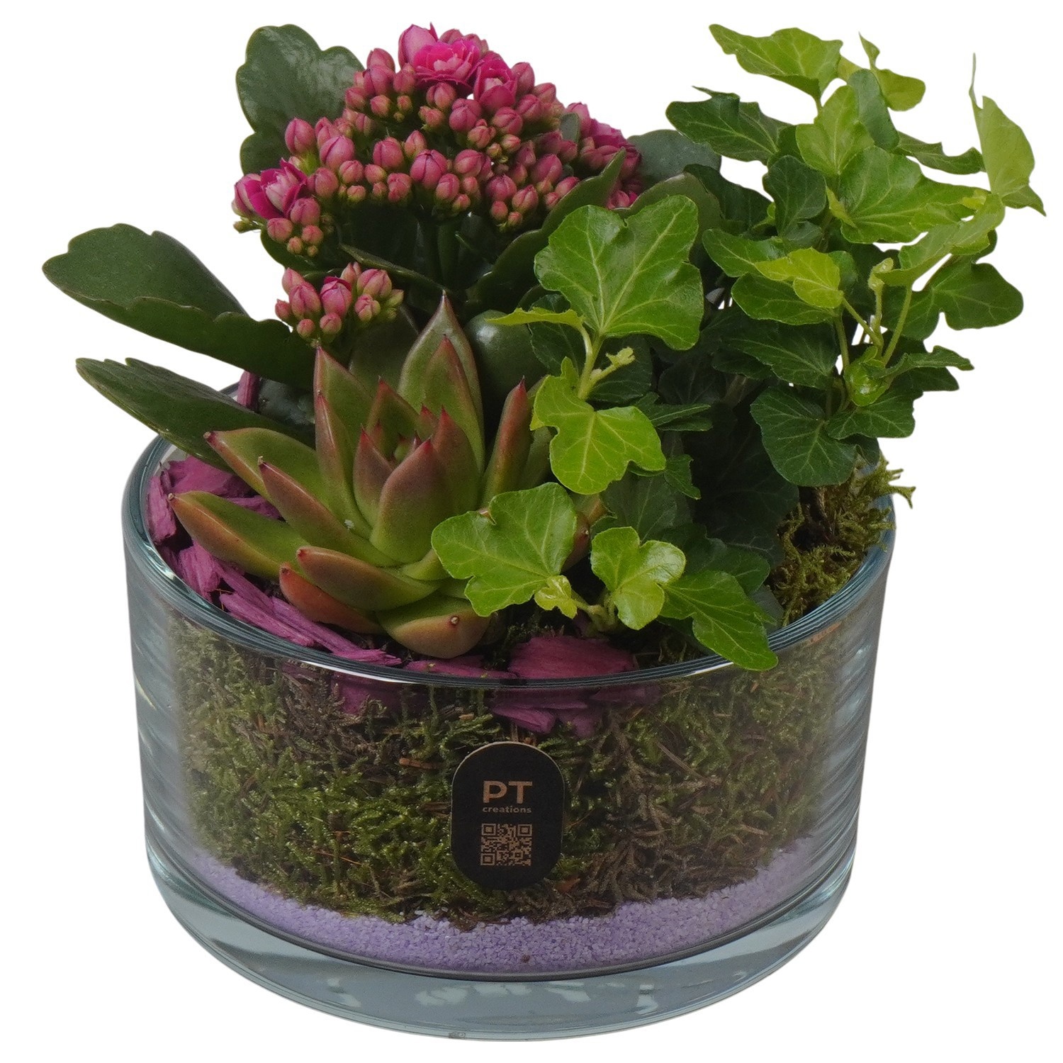 PTIG2601 Arrangement Indoor in glas schaal, D 14